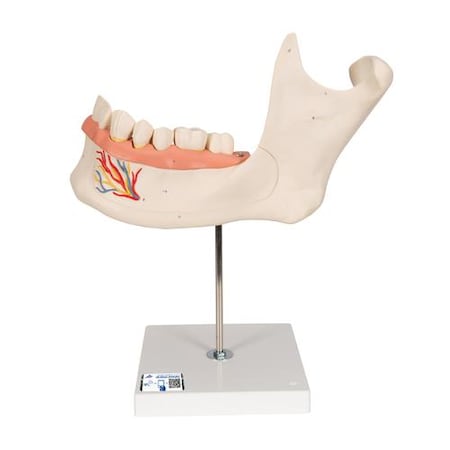 Half Lower Jaw, 3 Times - W/ 3B Smart Anatomy